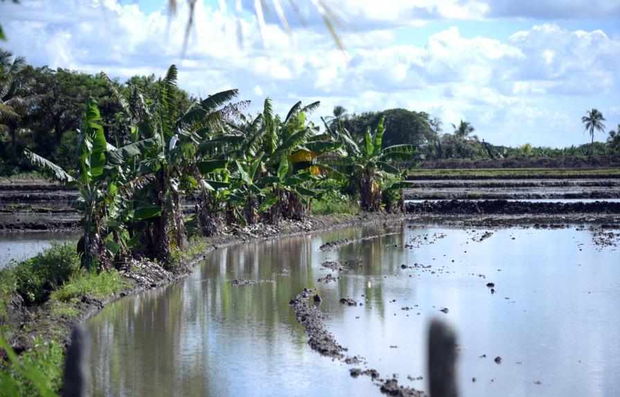 Ministro de Agricultura dice lluvias afectaron 127 mil tareas de plátano