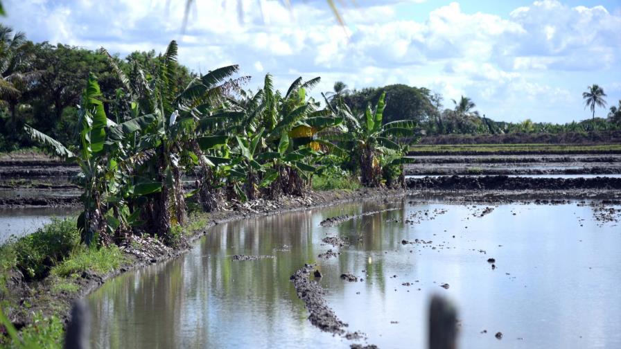 Ministro de Agricultura dice lluvias afectaron 127 mil tareas de plátano