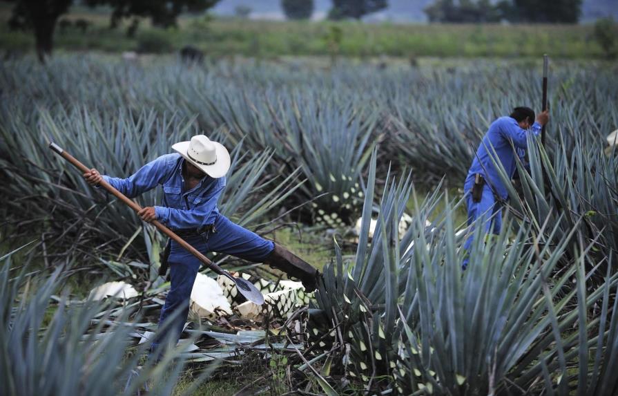 El murciélago, un aliado para la polinización del agave del tequila en México
