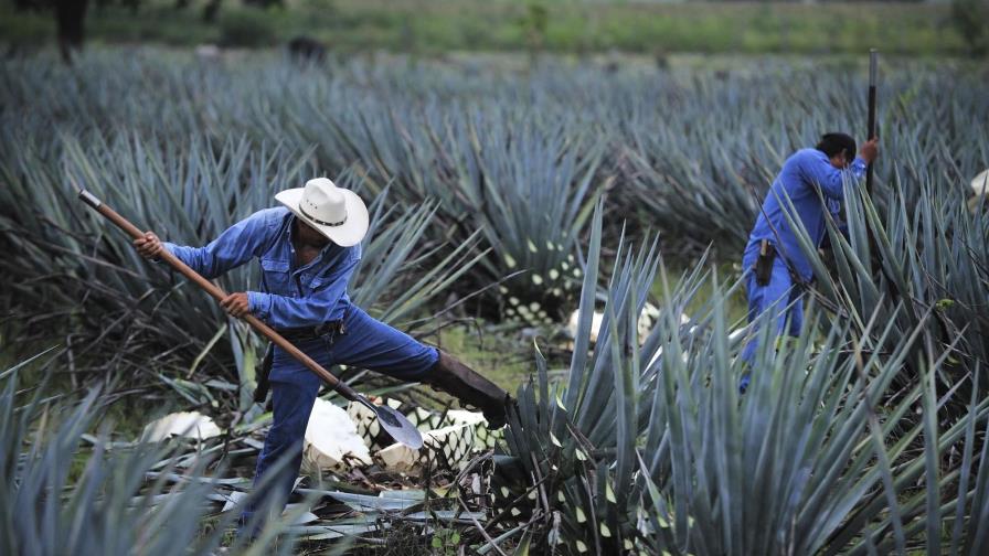 El murciélago, un aliado para la polinización del agave del tequila en México