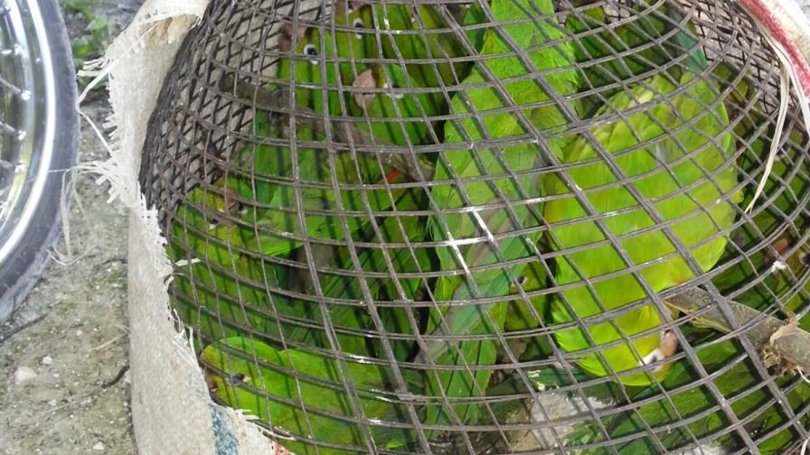 Prisión preventiva contra haitiano por la captura de 36 pericos