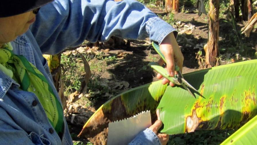 Sigatoka Negra ataca plátanos de Barahona