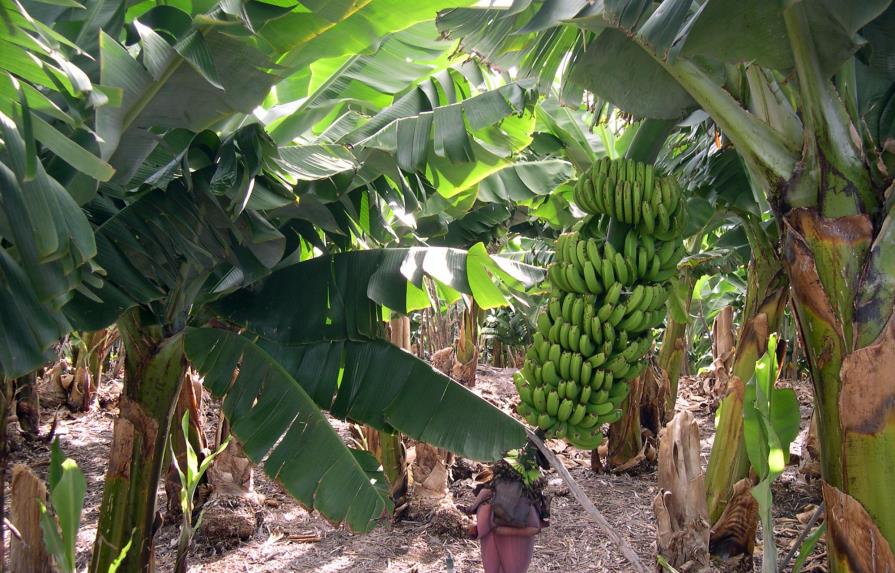 Agricultura anuncia financiamiento bananeros