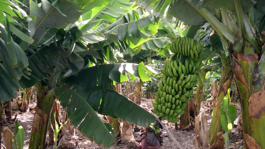 Agricultura anuncia financiamiento bananeros Agricultura anuncia financiamiento bananeros