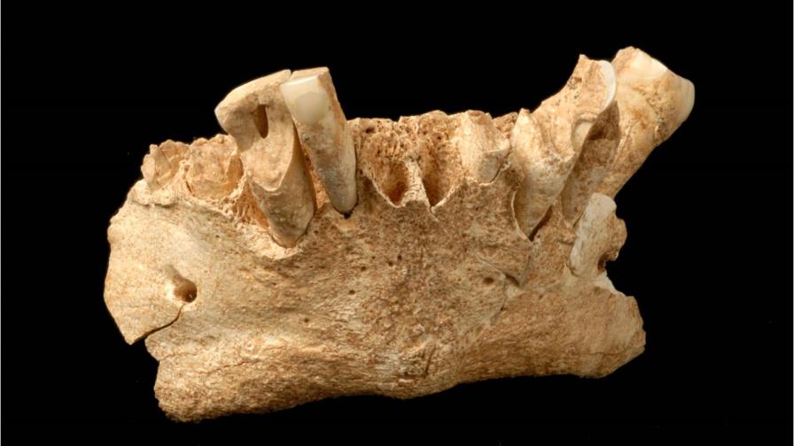 Los primeros humanos europeos tenían una dieta equilibrada y no usaban fuego Los primeros humanos europeos tenían una dieta equilibrada y no usaban fuego