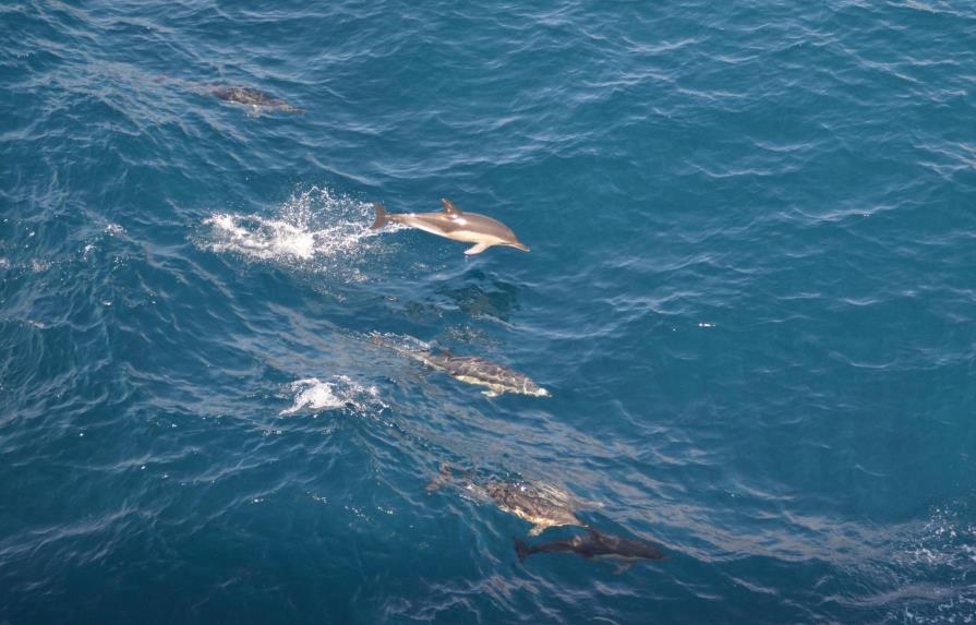 Alertan de los efectos de la presión turística en los delfines en Asia