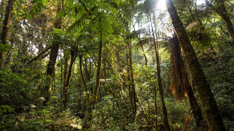 Proyecto modelo de conservación de bosques celebra 20 años en Guatemala