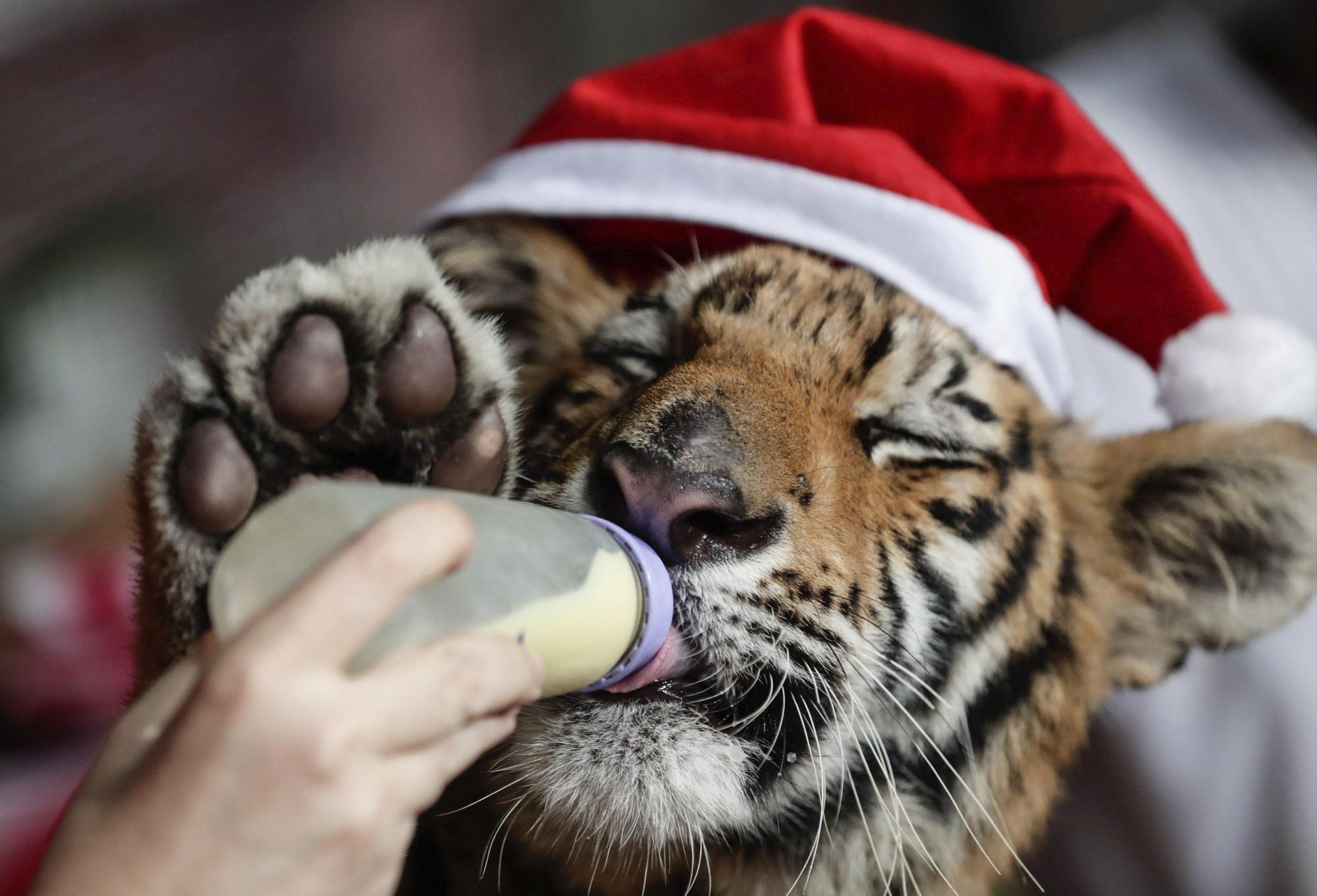 Navidad en un zoo de Filipinas Navidad en un zoo de Filipinas