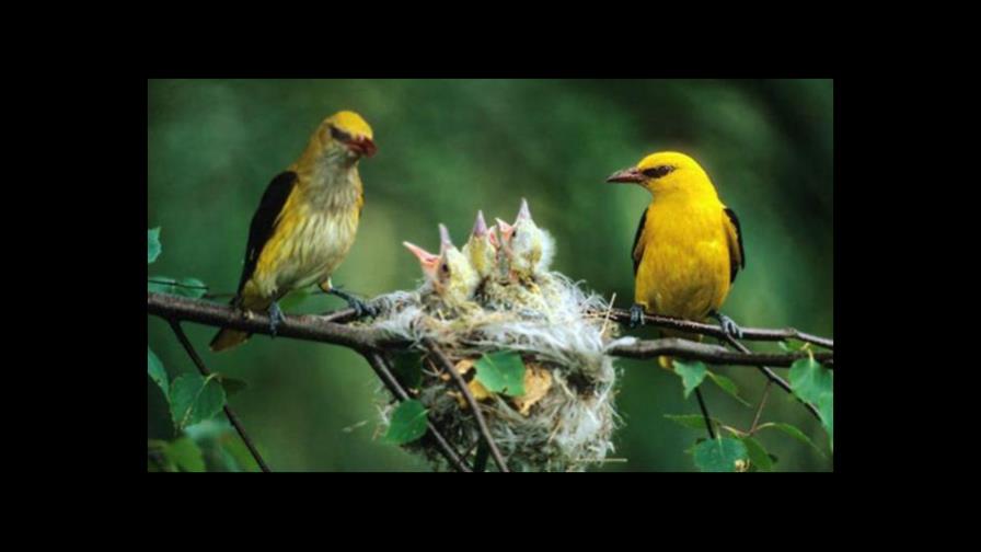 Las aves que viven en ambientes cambiantes tienen cerebro grande