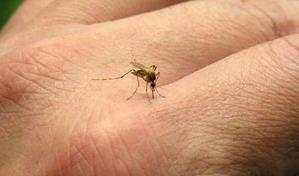 Reportan la primera muerte por dengue del 2024 en Puerto Rico
