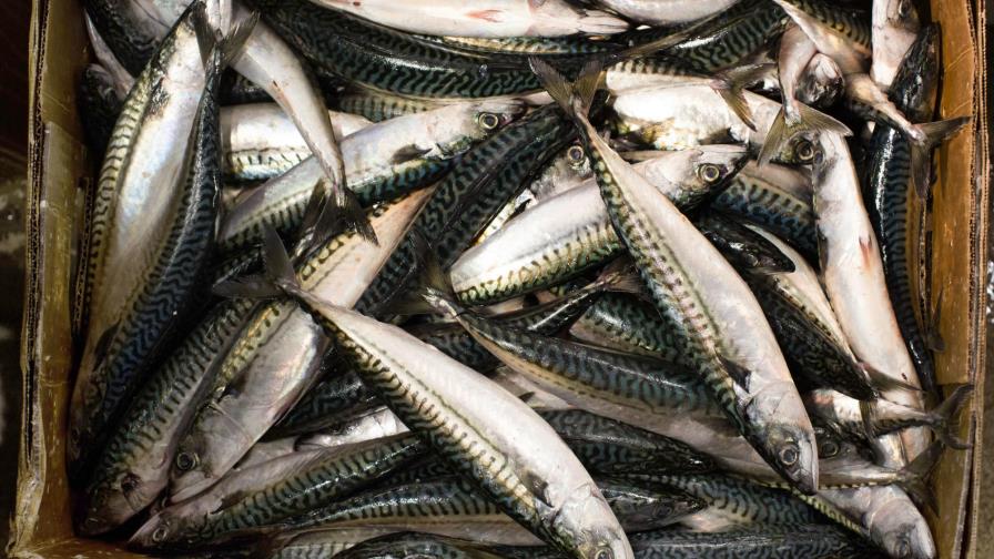 Estudio revela consumo de aceite de pescado en embarazadas puede reducir riesgo de asma