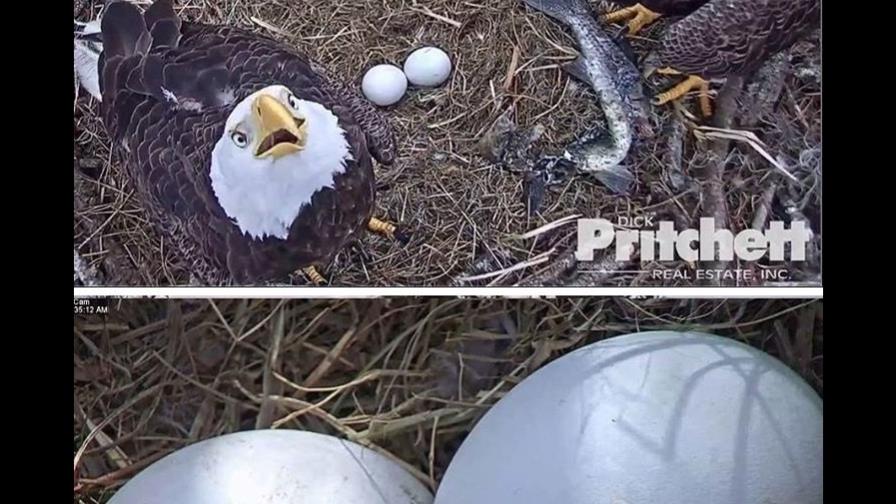 Transmiten cómo un águila incuba sus huevos para verlos nacer Transmiten cómo un águila incuba sus huevos para verlos nacer