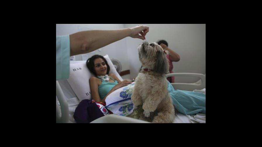 Perros ofrecen terapia en hospital brasileño