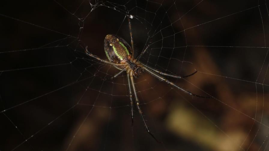 Crean una nueva seda de araña artificial, el material de las mil aplicaciones