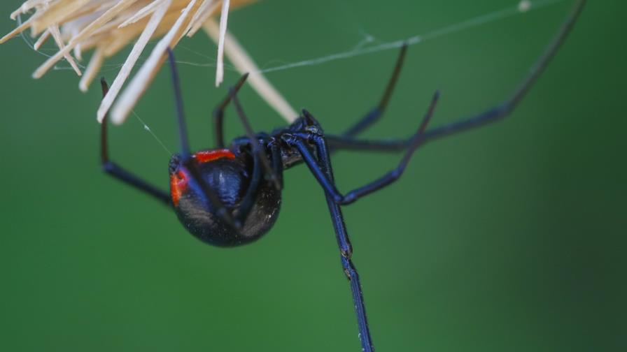 La verdad sobre        la araña viuda  negra en el país