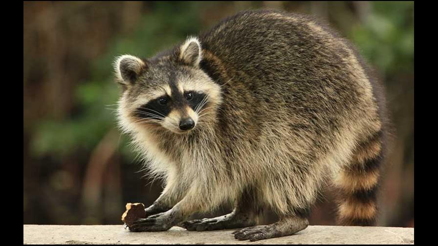 Medio Ambiente incautará mapaches por considerarlo especie invasora Medio Ambiente incautará mapaches por considerarlo especie invasora