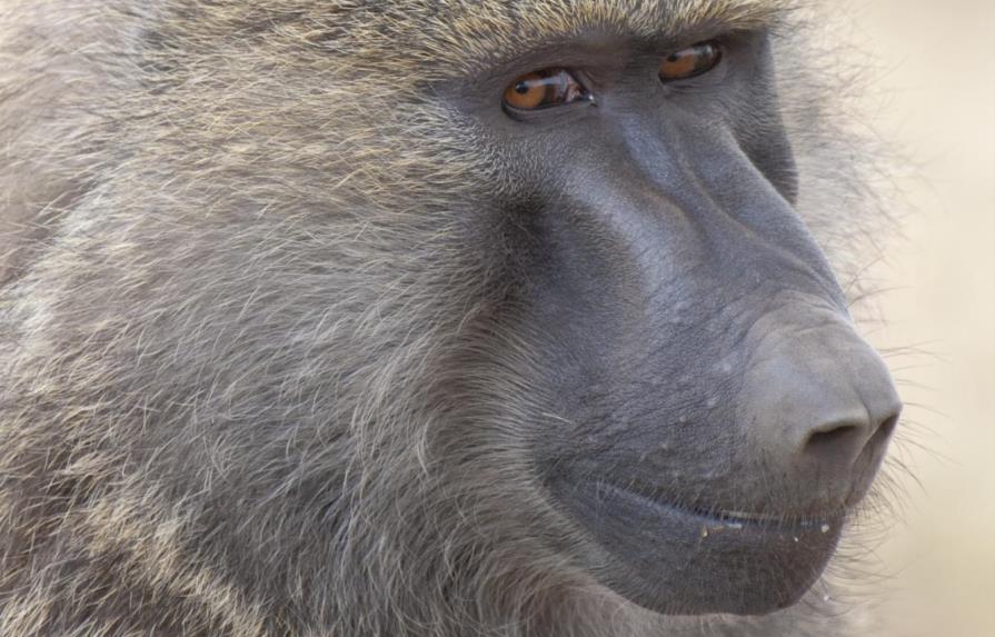 Los babuinos producen cinco sonidos parecidos a las vocales del habla humana 