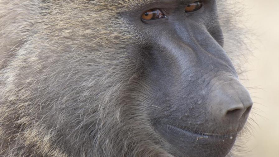 Los babuinos producen cinco sonidos parecidos a las vocales del habla humana 