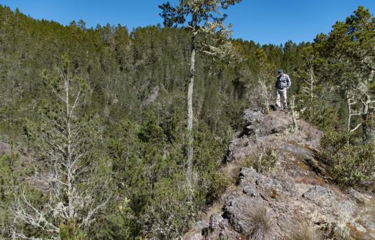 Prisi&oacute;n preventiva contra dos hombres acusados de tala ilegal en el Parque Nacional Valle Nuevo