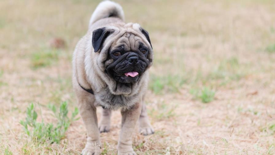 Por qué los de raza se enferman más...
Por qué los de raza 
se enferman más...
