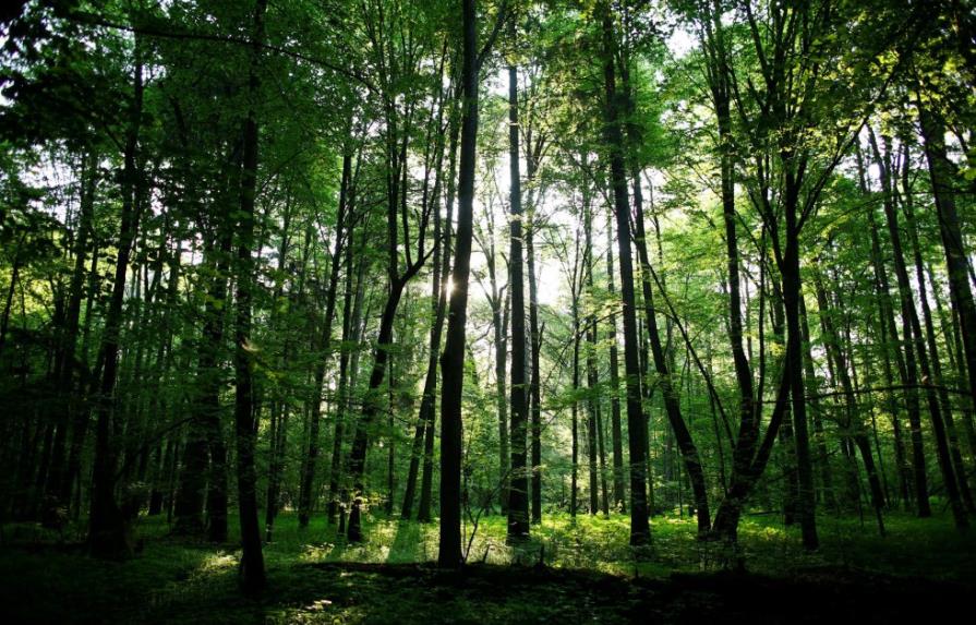 El área intacta del paisaje forestal mundial bajó en más de un 7% en 13 años