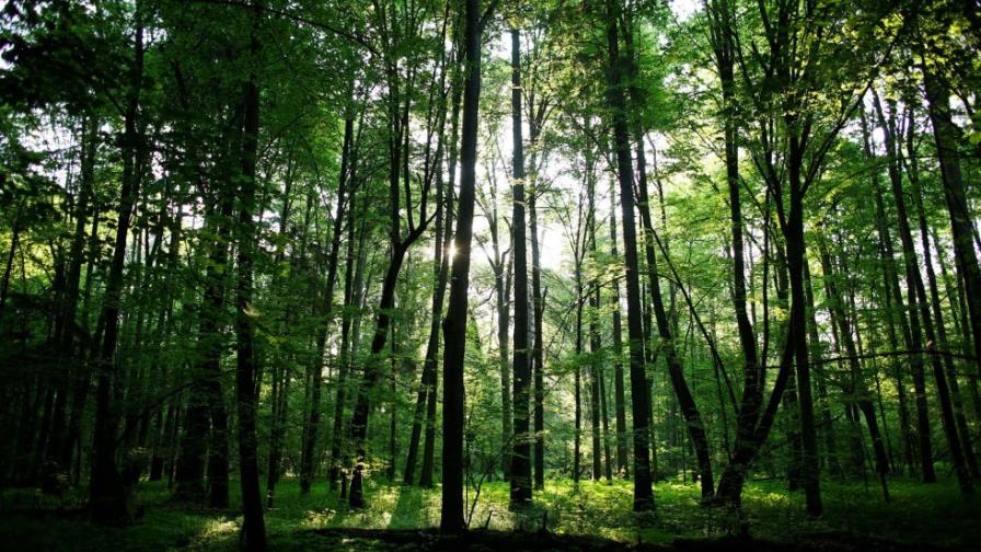 El área intacta del paisaje forestal mundial bajó en más de un 7% en 13 años