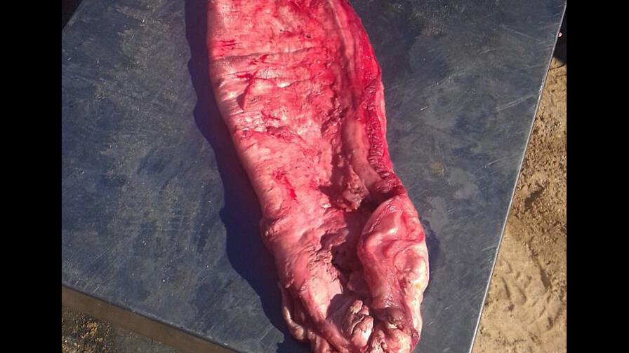 ¿Por qué este pez se cotiza en México más caro que el kilo de cocaína?