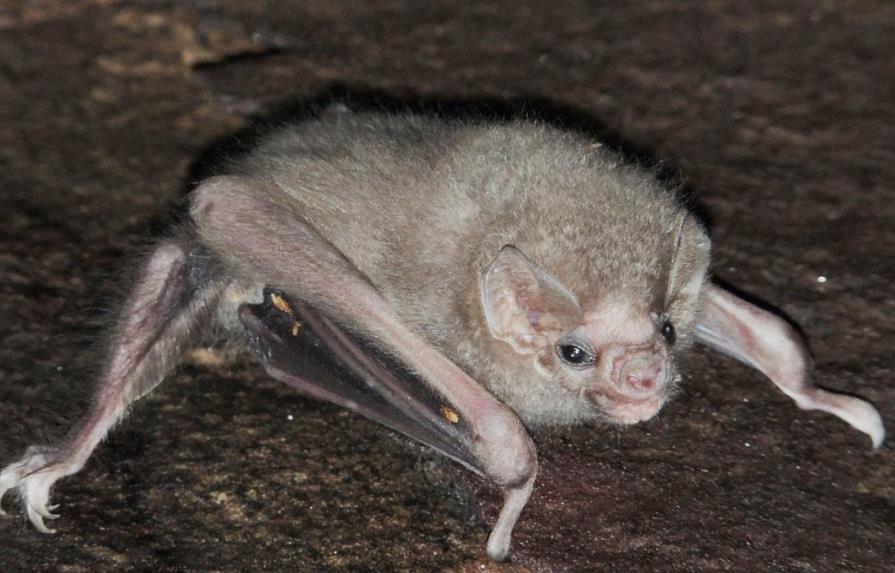 El Diphylla, el murciélago vampiro brasileño que prefiere sangre humana
