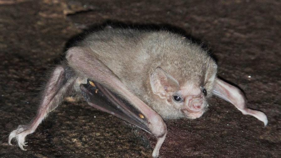 El Diphylla, el murciélago vampiro brasileño que prefiere sangre humana