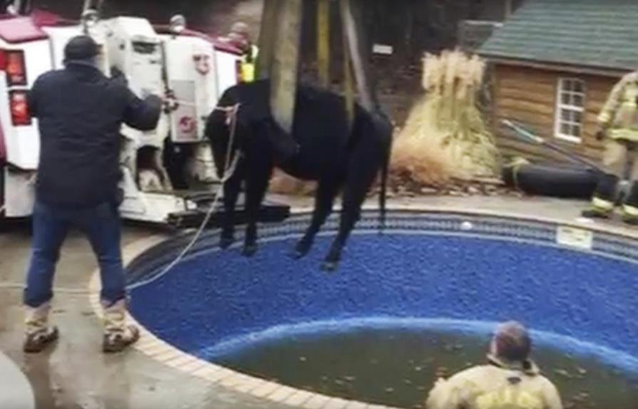 Un operativo de bomberos para rescatar una vaca de una piscina