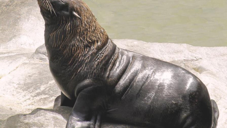 Las capturas de leones y osos marinos ha alterado el ecosistema del Atlántico