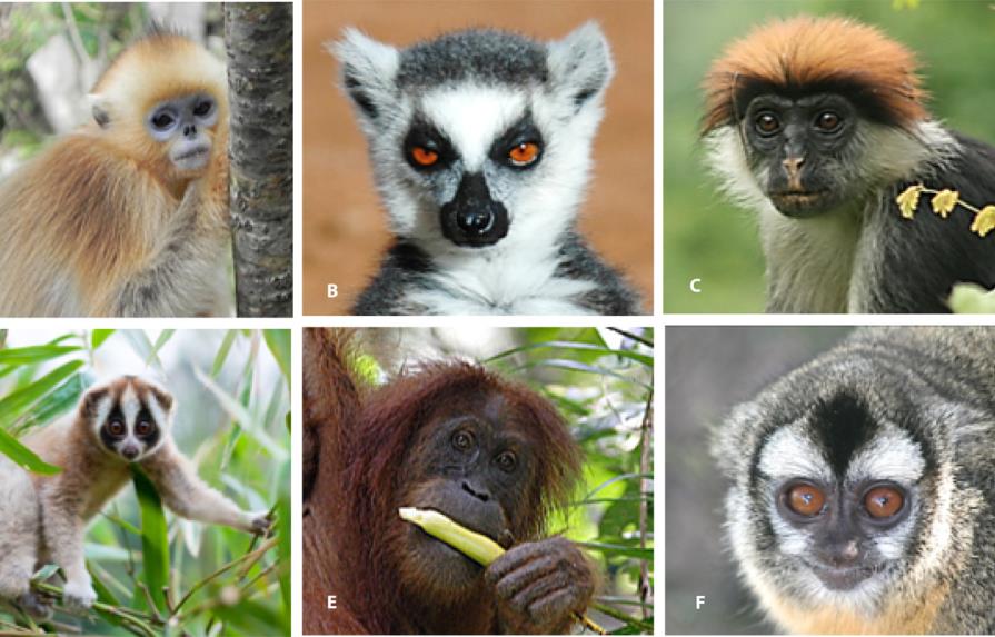 Posible extinción de primates preocupa a los científicos en Estados Unidos