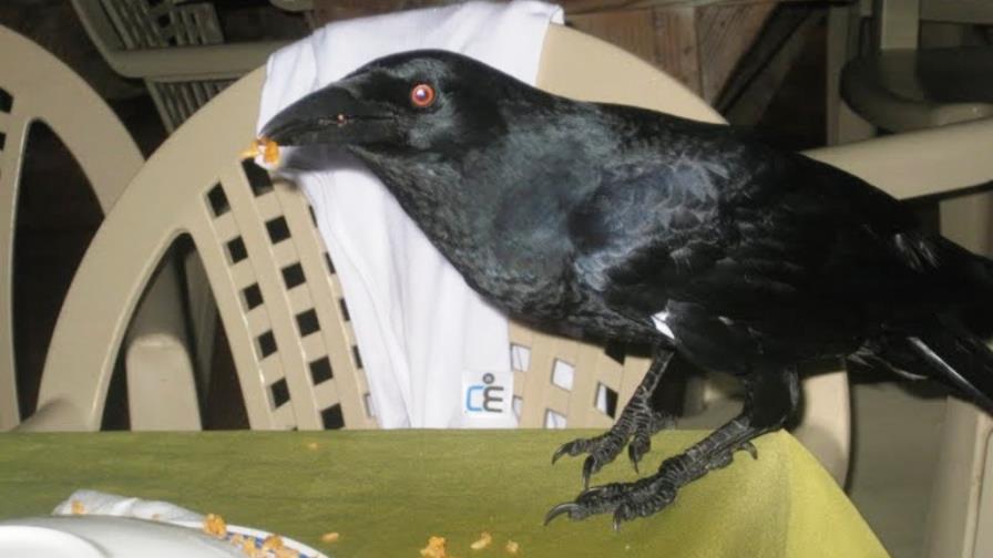 Medio Ambiente incauta flamencos y cuervos en un negocio de autovía del Nordeste