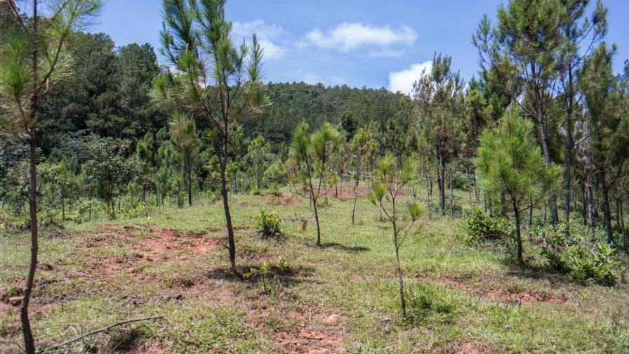 Presidente Medina crea por decreto Unidad  Desarrollo Agroforestal