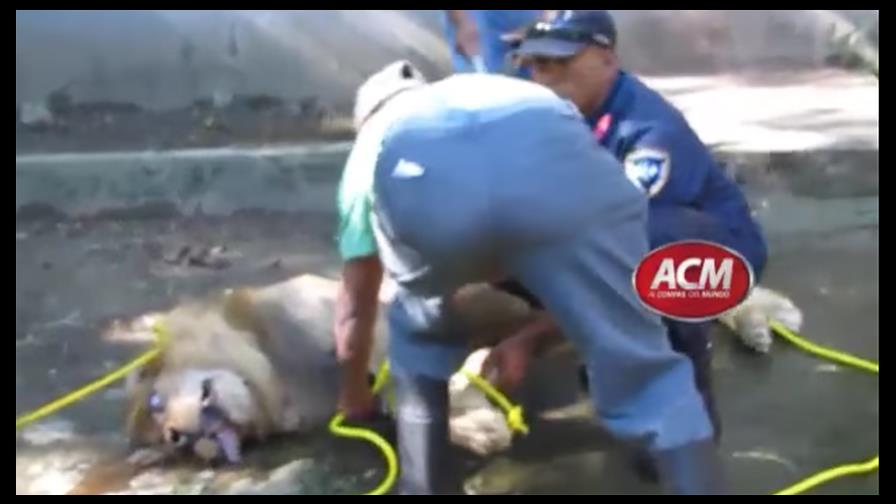 Indignación por muerte de león del Zoológico Botánico de Moca Indignación por muerte de león del Zoológico Botánico de Moca
