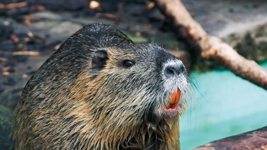 Paleontólogos descubren nutria de dos metros de longitud
