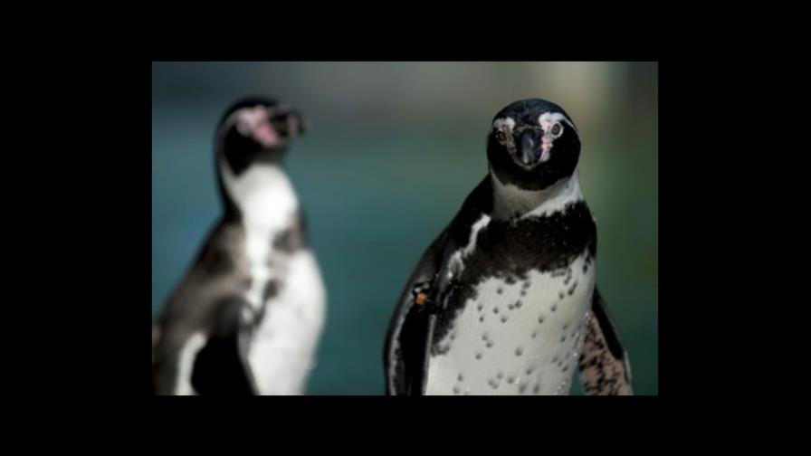 Pingüino de SeaWorld recupera plumaje tras vestir un traje térmico