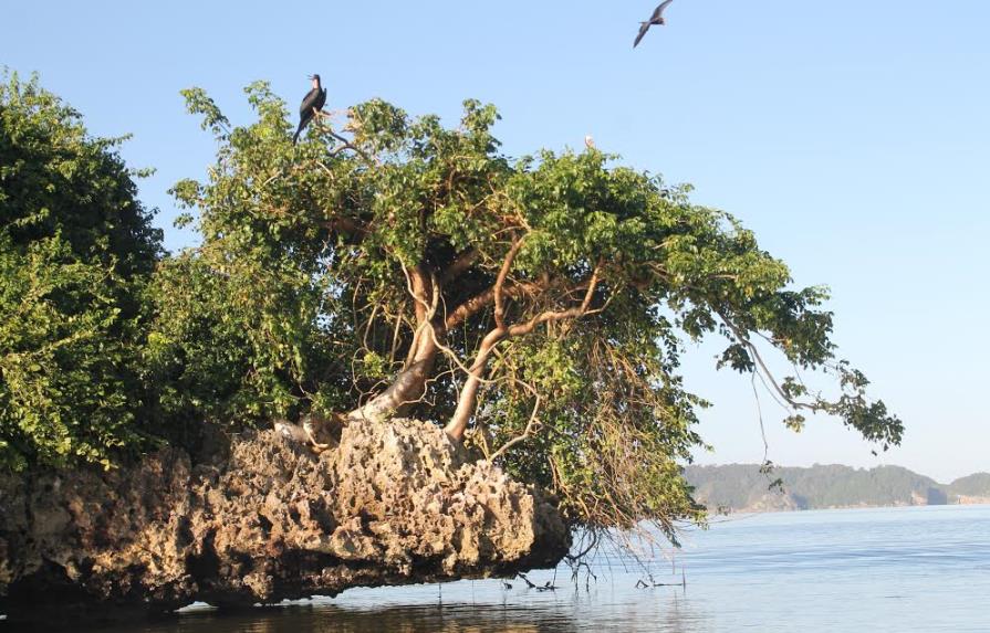 Depredan aves exóticas y nativas en Sabana de la Mar