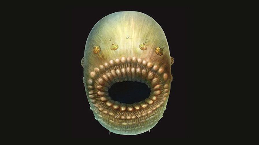 Saccorhytus, la criatura marina que pudo ser el primer abuelo del ser humano