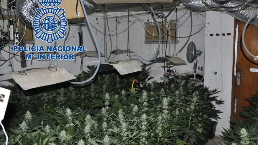 Detienen una banda de agricultores de marihuana porque dejaban sin luz a un pueblo Detienen una banda de agricultores de marihuana porque dejaban sin luz a un pueblo