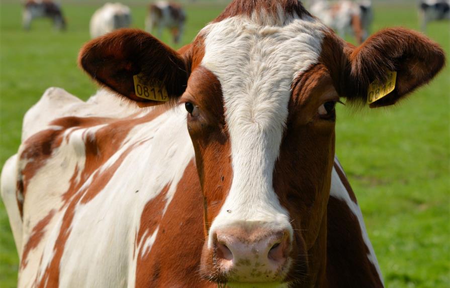 Vacas con mayor resistencia a la tuberculosis, gracias a la edición genética