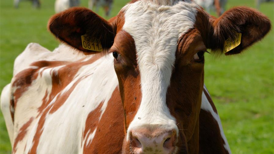 Vacas con mayor resistencia a la tuberculosis, gracias a la edición genética