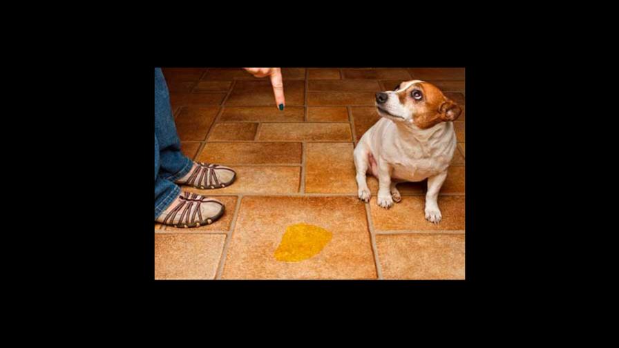 Orinar fuera de casa