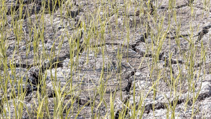 Ecólogos de EEUU critican que Trump niegue cambio climático e ignore ciencia 