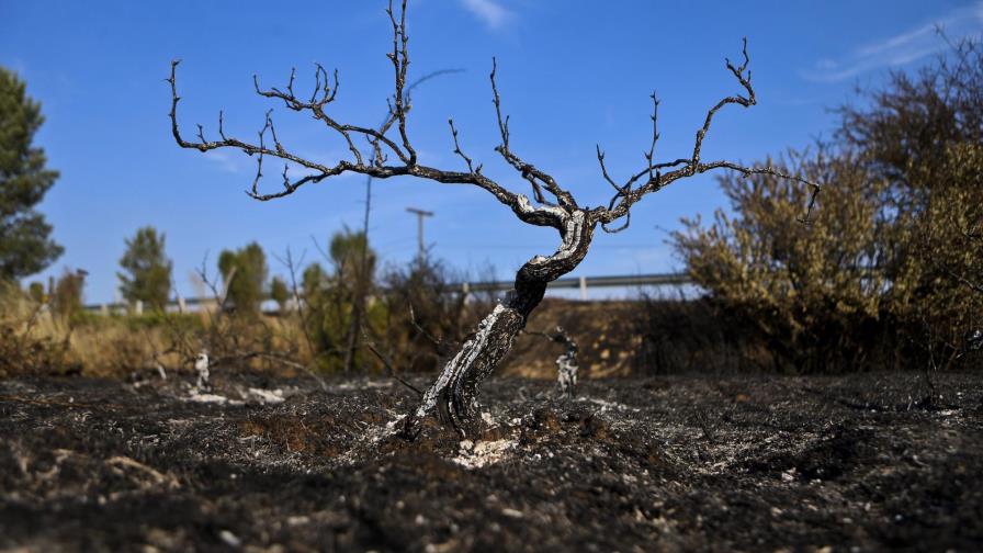 Incendios en Chile están “mayoritariamente controlados” 