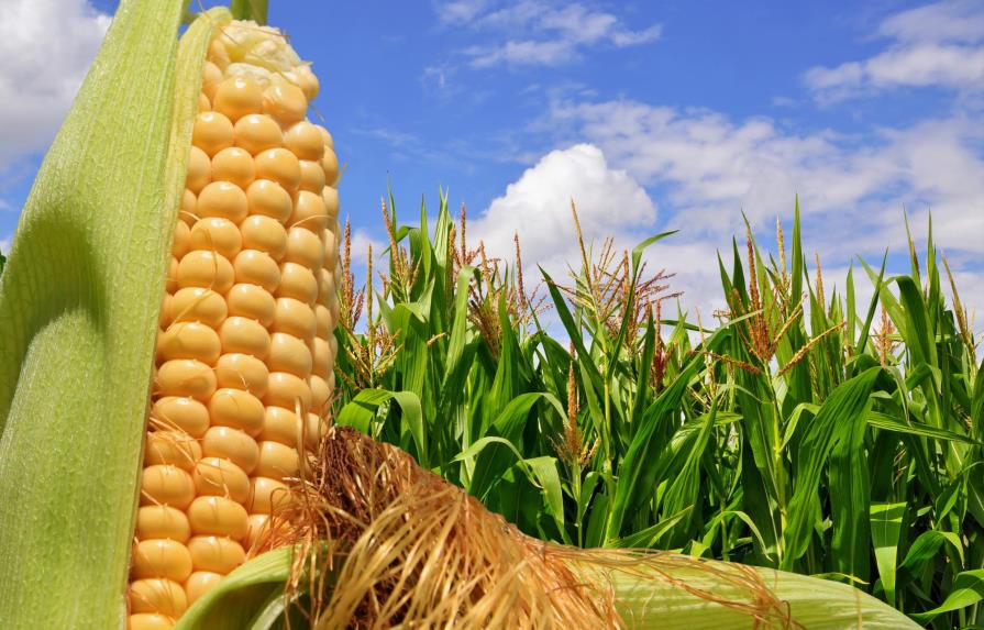 Identifican los genes que el maíz usa para adaptarse a los cambios climáticos