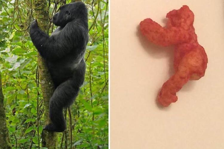 Pagan 99 mil dólares por un ‘cheeto’ con forma de gorila