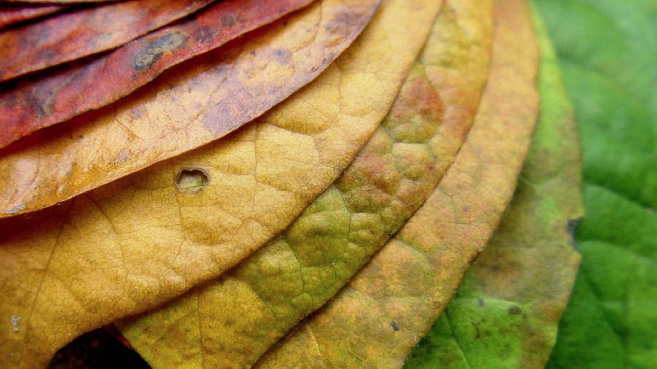 La teledetección de pigmentos hojas mejorará los modelos del cambio climático 