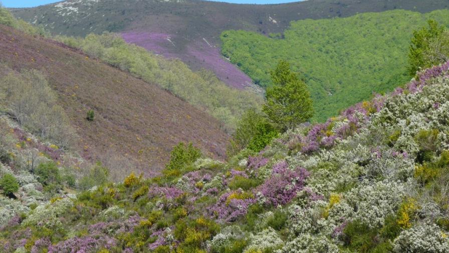 Hallan un yacimiento de huesos fósiles de dinosaurio en el norte de España