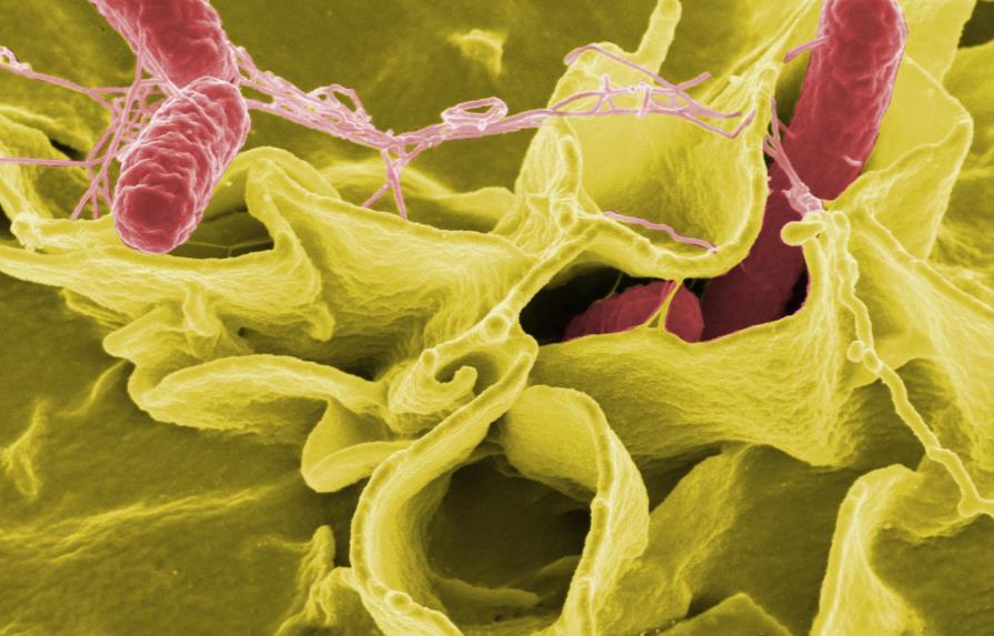 Científicos utilizan cepas de bacterias modificadas para tratar el cáncer